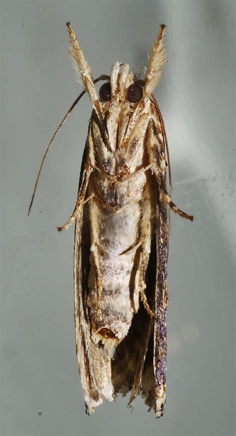 Xyloryctidae .